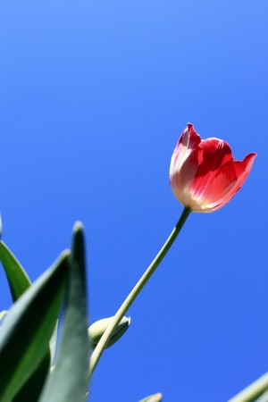 Beautiful red tulips against blue skyの写真素材