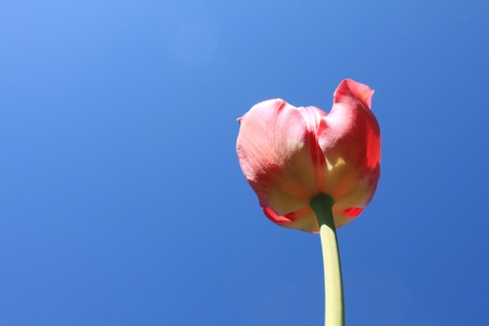 Beautiful red tulips against blue skyの写真素材