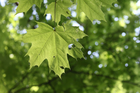 Beautiful green background with natural maple leaves
