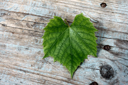 beautiful grape leaf on a wooden background