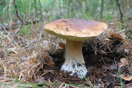 beautiful mushroom in the autumn forestの写真素材