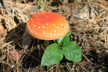 Beautiful red mushroom in the autumn forestの写真素材