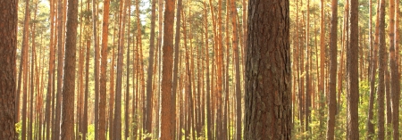 Pine forestの写真素材