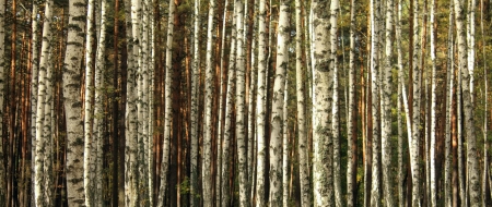 birch trees in autumn forestの写真素材