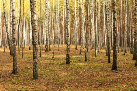 birch trees in autumn forestの写真素材