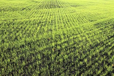new shoots of a winter wheatの写真素材