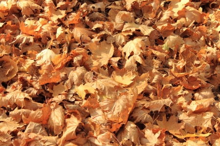 autumn maple leavesの写真素材