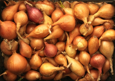 onions backgroundの写真素材