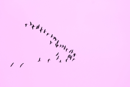 Flock of geese flying in a formationの写真素材