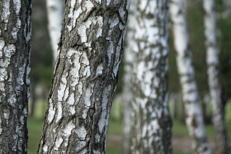 Birch tree forest, natural background, birchwood, birchesの写真素材