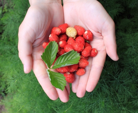 hands holding fresh berries with green leafの写真素材