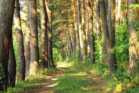 Pine Forest Road