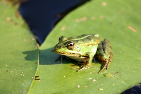 a Frog resting on a lotus leafの写真素材
