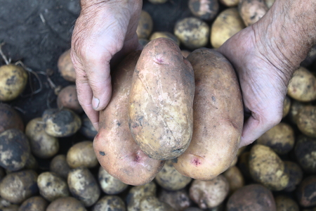 large fresh potatoes in farmer\'s hands.の写真素材