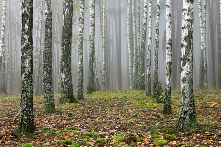 Grove of birch trees and dry grass in early autumnの写真素材