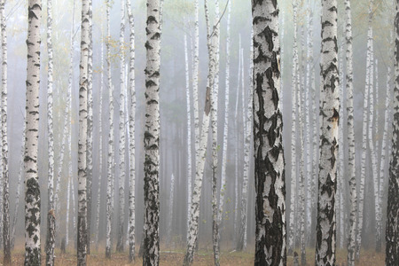 Grove of birch trees and dry grass in early autumnの写真素材