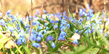 Vegetation carpet of blue snowdrops in floodplain forest