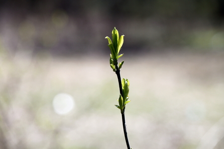 Young plant in the morning lightの写真素材