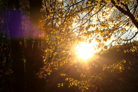 sunset behind tree in the forestの写真素材
