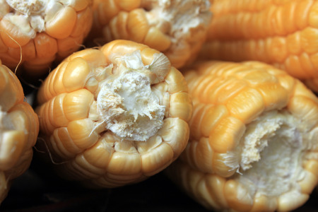 ripe corn on brown background closeupの写真素材