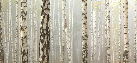 Grove of birch trees in early autumn, fall panoramaの写真素材