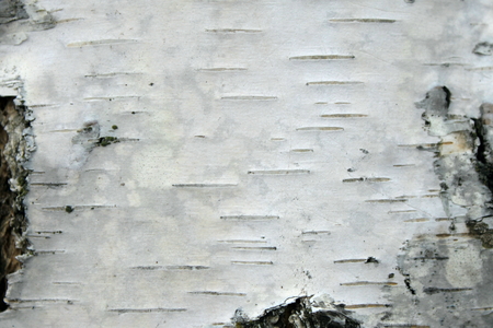 close up of birch bark texture, natural background paperの写真素材