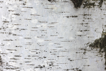birch bark texture natural background paperの写真素材