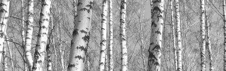 Trunks of birch trees, black and white natural backgroundの写真素材