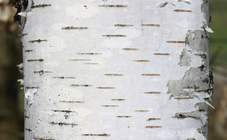 birch bark texture natural background paper close-upの写真素材