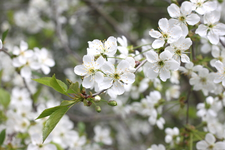 Spring floral background, white flowers on the branches of a cherry tree with green leaves.の写真素材