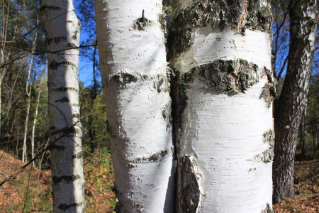 The trunk of birch close up in birch grove on clear day in early autumnの写真素材