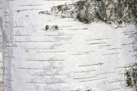 birch bark texture natural background paper close-up / birch tree wood texture / birch tree bark / pattern of birch bark / birch bark closeup / natural birch bark background / birch barkの写真素材