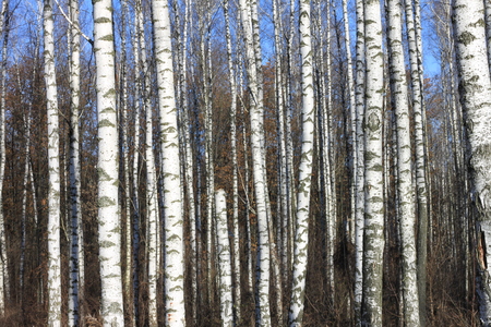 Beautiful landscape with white birches. Birch trees in bright sunshine. Birch grove in autumn. The trunks of birch trees with white bark. Birch trees trunks.の写真素材