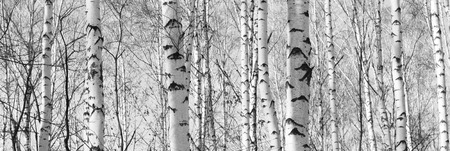 Beautiful landscape with birches. Black and white panorama with birches in retro style. Birch grove in autumn. The trunks of birch trees. Black and white panoramic photo of birch trunks.の写真素材