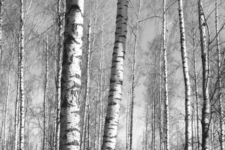 birch forest, black-white photo, autumn landscapeの写真素材