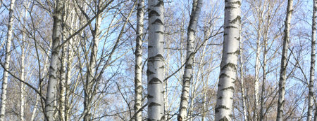Beautiful landscape with white birches. Birch trees in bright sunshine. Birch grove in autumn. The...