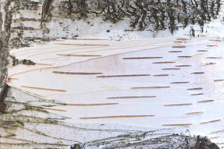 White wood texture close-up, birch trunk texture, birch bark natural texture background