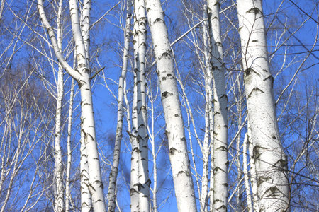 Trunks of birch trees against blue sky, birch forest in sunlight in spring, birch trees in bright...