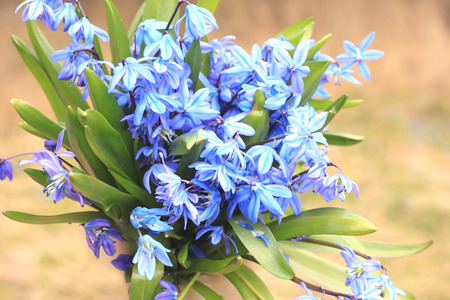 Bouquet of first spring flowers close-upの写真素材