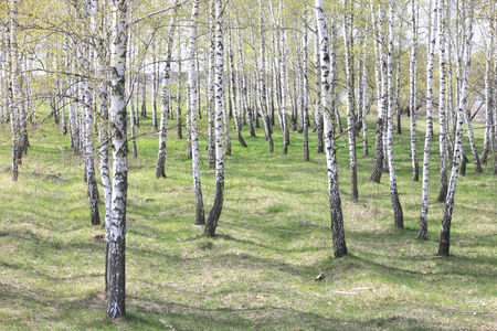 Trunks of birch trees in forest / birches in sunlight in spring / birch trees in bright sunshine / birch trees with white bark / beautiful landscape with white birchesの写真素材