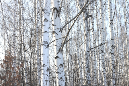 Beautiful birch trees in winter in cold weatherの写真素材