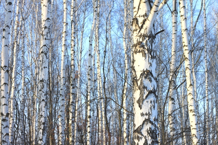 Beautiful birch trees in winter in cold weatherの写真素材