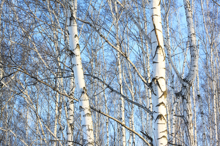 Beautiful birch trees in winter in cold weatherの写真素材