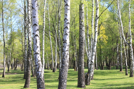 Beautiful landscape with young juicy green birches with green leaves and with black and white birch trunks in sunlight in the morning in springの写真素材