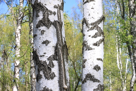 Beautiful landscape with young juicy green birches with green leaves and with black and white birch trunks in sunlight in the morning in springの写真素材
