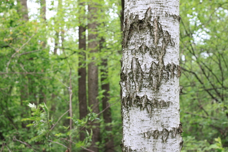 Beautiful landscape with young juicy birches with green leaves and with black and white birch trunks in sunlight in the morning in springの写真素材