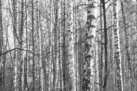 Black and white photo of a birch grove in autumn as a beautiful black-and-white wallpaperの写真素材