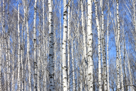 Trunks of white birches against blue sky in autumnの写真素材