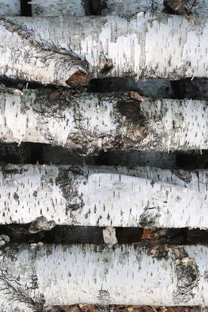 Texture of birch bark on birch logs as natural wooden backgroundの写真素材