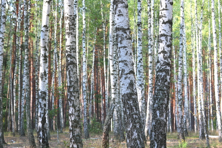 Beautiful birches in forest in early autumnの写真素材